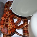 ���� ������, ������, 51 ��� - ��������� 15 ������ 2014 � ������ ��������