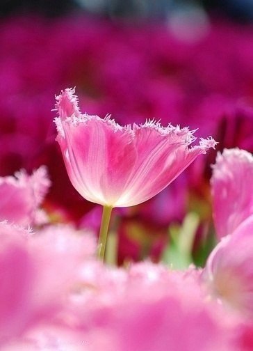 Мы проходим свой путь, кто вперед – кто назад... Оставляя потомкам, кто пепел – кто сад... Кто-то ...