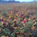  Skoj,  -  16  2014   - 