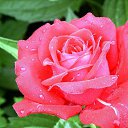 ���� Serg, ������, 66 ��� - ��������� 29 ������ 2014 � ������ ���� ����!!!�