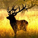 ���� Elmar, ����, 47 ��� - ��������� 15 ������ 2014 � ������ ���� ����������