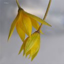 ���� �����, ������ - ��������� 17 ������� 2014 � ������ �flowers�