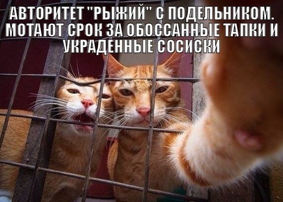   ,  : <a href=