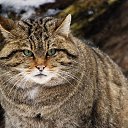 ���� Bred, ����-���, 52 ���� - ��������� 18 ������ 2014 � ������ ���� ����������