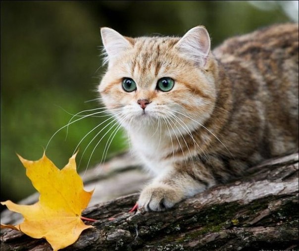 ����� ������� - 10 ������� 2014 � 07:31