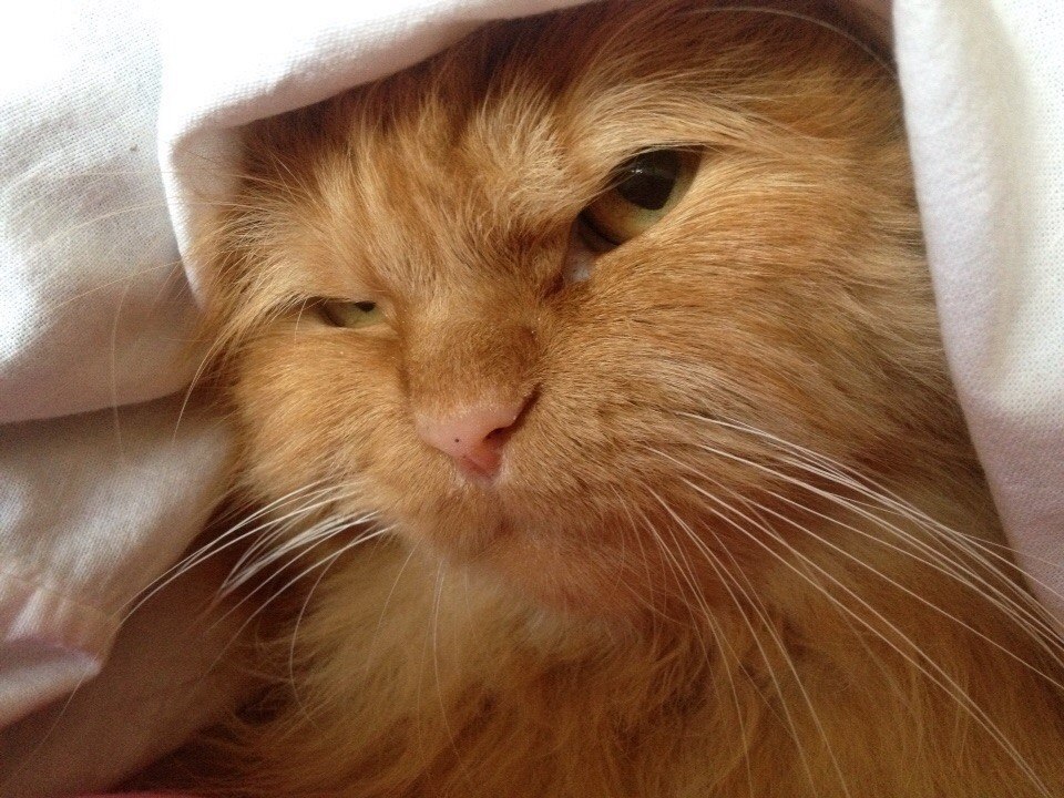 Кот мотя жж