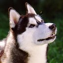 ���� �����, ������ - ��������� 17 ������� 2014 � ������ �animals�