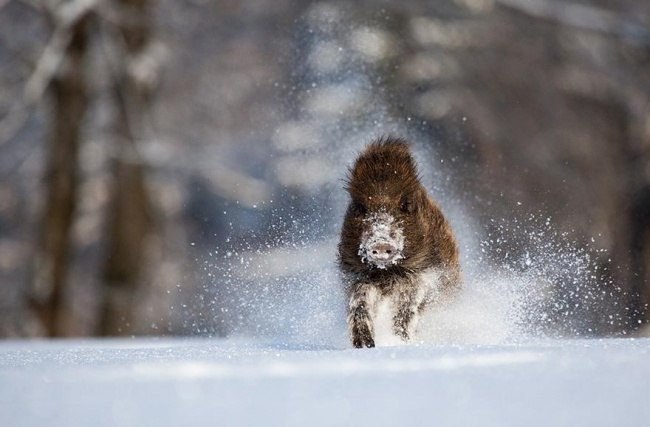    ? #animal@travel.blog - 7