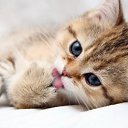 ���� Keks, ������������ - ��������� 4 ������� 2014 � ������ ���� ����������