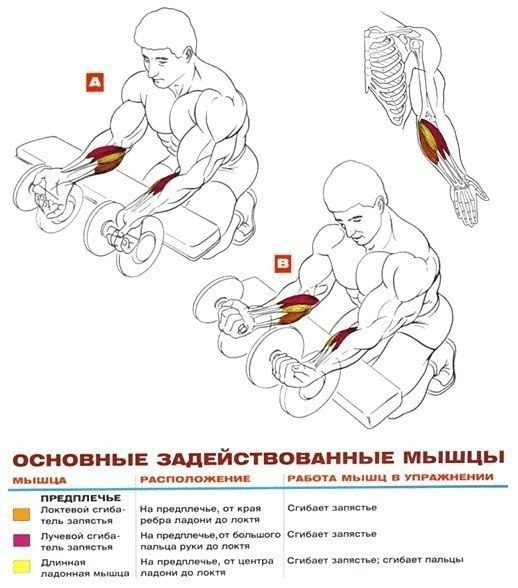 Гантели на кисть. Упражнения для накачивания предплечий. Как качать предплечья гантелями. Упражнения для мышц предплечья для мужчин. Схема качания бицепса.
