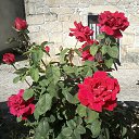 Portygaliia �� ������� ���� ����������