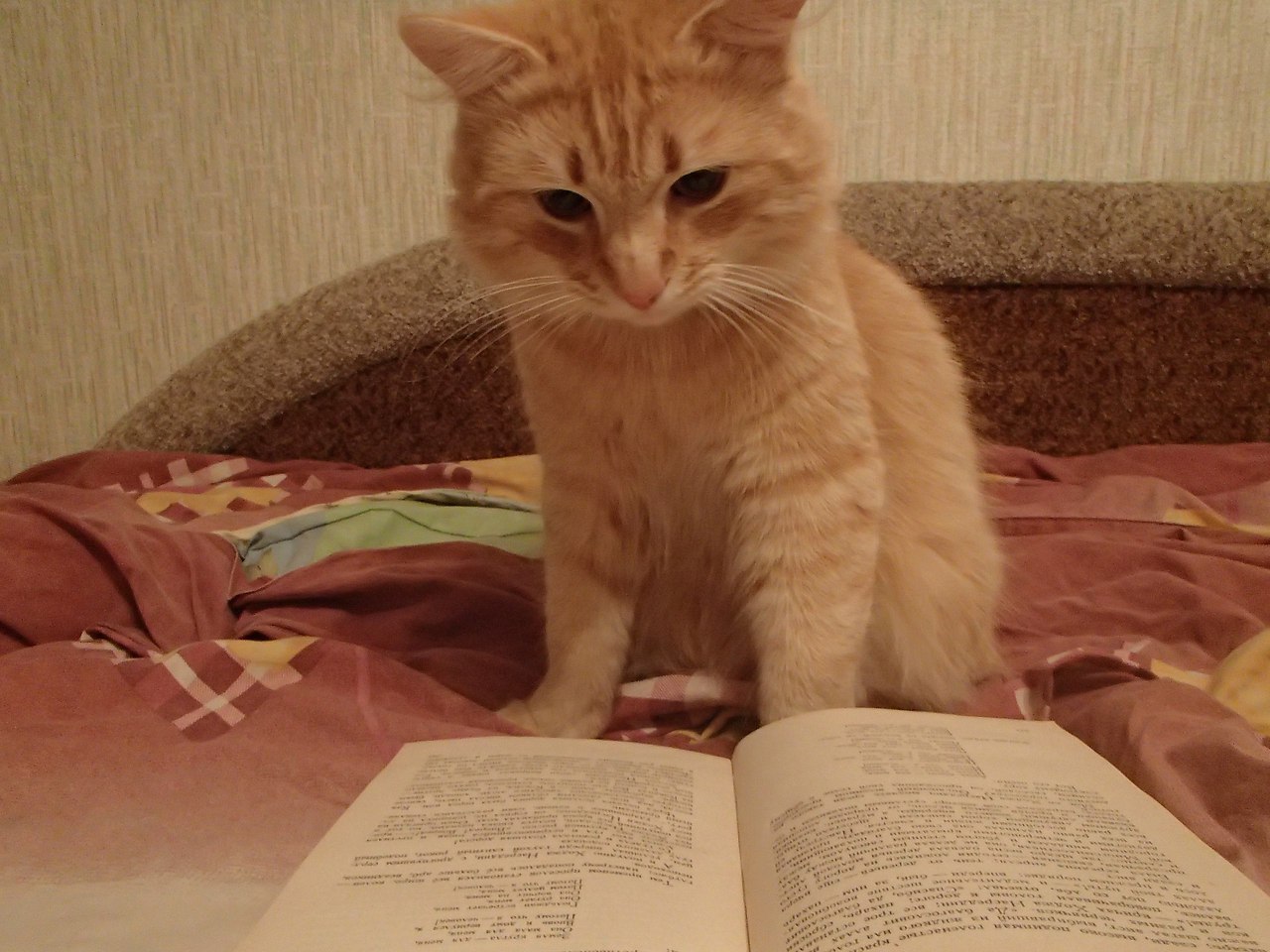 ��� ��� ������ ...
