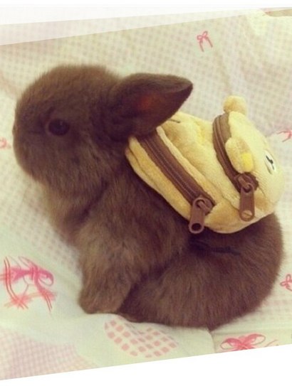 Look at this bunny wearing a backpack .. I hope he has tiny carrots inside of it.. . . . . . . . . . ...