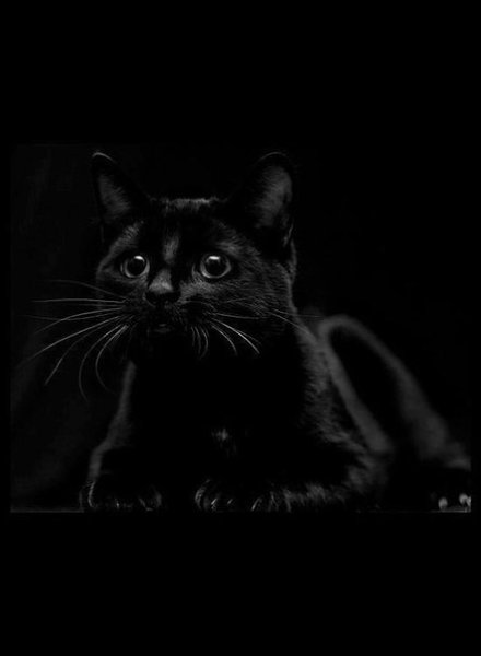 black kitty :3 - 3