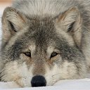 ���� �������, ������ ��������, 38 ��� - ��������� 8 ������� 2014