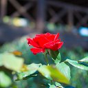 ���� �������, �������-����������, 55 ��� - ��������� 12 ������� 2014 � ������ ������ ��������