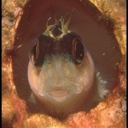 ���������, �����������, 37 ���