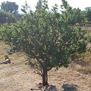 � ��� ������ - ���� �� ���, ��� ������ ��� � ����� "������" �� ������� �����