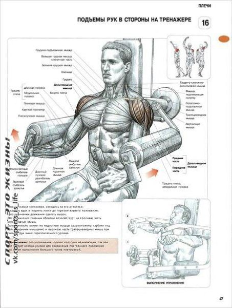 #SPORT_òðåíèðîâêè@sports_is_life.ÓÏÐÀÆÍÅÍÈß ÄËß ÄÅËÜÒÎÂÈÄÍÛÕ ÌÛØÖÏÅÐÅÊÐÅÑÒÍÛÅ ÌÀÕÈ ÐÓÊÀÌÈ ÍÀÇÀÄ Ñ ... - 5