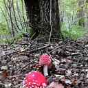  Skoj,  -  9  2014   - 