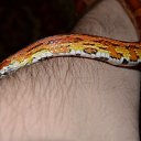 ���� ������, ������, 51 ��� - ��������� 15 ������ 2014 � ������ ��������