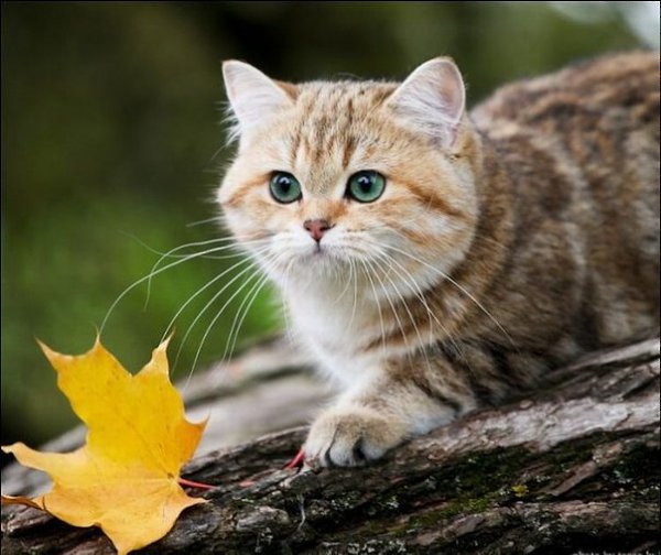 ����� ������� - 10 ������� 2014 � 07:31