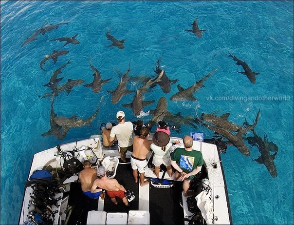      ? ,  ,     ,   ... - 4