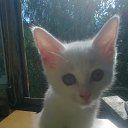 ���� �������, ���������, 55 ��� - ��������� 21 �������� 2014 � ������ ���� ����������