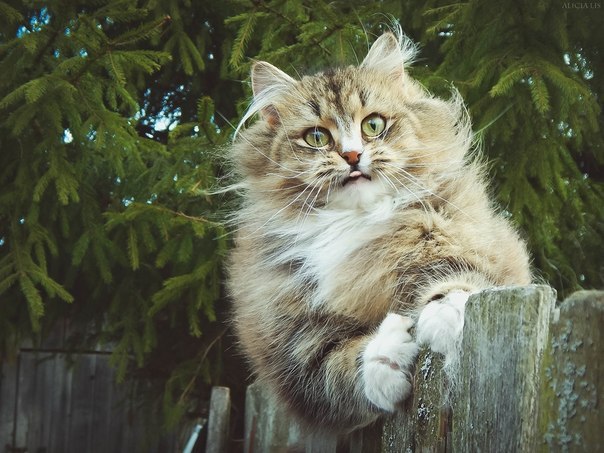 Котизм - 15 сентября 2014 в 22:00