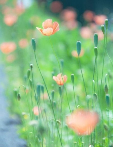 Не отвечайте злом на зло, иначе злу не будет конца. В ответ на обиду поцелуй врага своего, и ему ... - 6