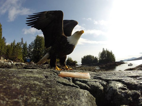     . A bald eagle gets ready to take flight. British Columbia, ...