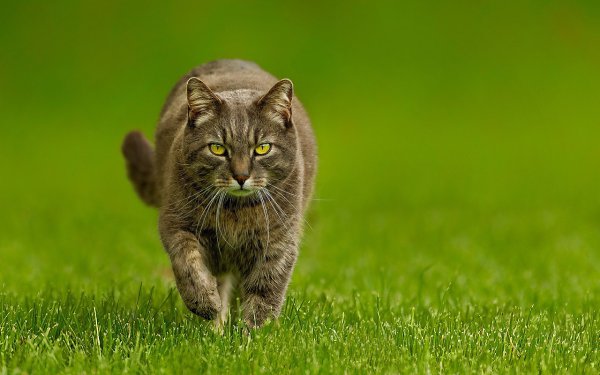 Кошки Петербурга - международные выставки кошек.ТРК Питерлэнд, Приморский пр. 72расписание ... - 3