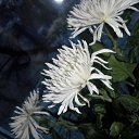 ���� ���� �������, �������, 83 ���� - ��������� 17 �������� 2014