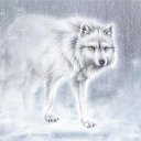  , , 24  -  22  2014   PetLove