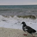   49 Antuanetta,  -  27  2014     .