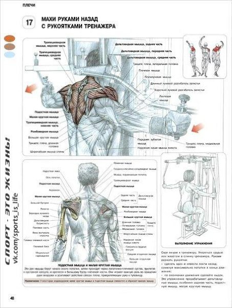 #SPORT_òðåíèðîâêè@sports_is_life.ÓÏÐÀÆÍÅÍÈß ÄËß ÄÅËÜÒÎÂÈÄÍÛÕ ÌÛØÖÏÅÐÅÊÐÅÑÒÍÛÅ ÌÀÕÈ ÐÓÊÀÌÈ ÍÀÇÀÄ Ñ ... - 6
