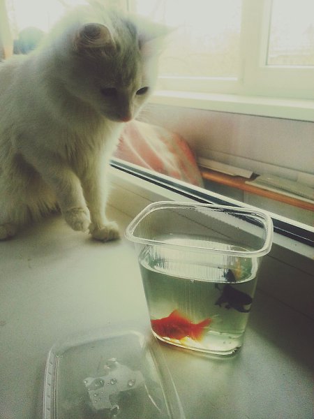 Рубрика #до_после@catism #ваши_котики@catism.Мы взяли Муську в дом 1 января после Нового Года. Для ... - 4