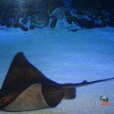 ���� �����, ������������, 42 ���� - ��������� 1 �������� 2014