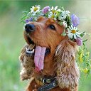 ���� �����, ������ - ��������� 17 ������� 2014 � ������ �animals�