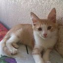 ���� ������, ������, 64 ���� - ��������� 3 ������� 2014 � ������ ���� ����������