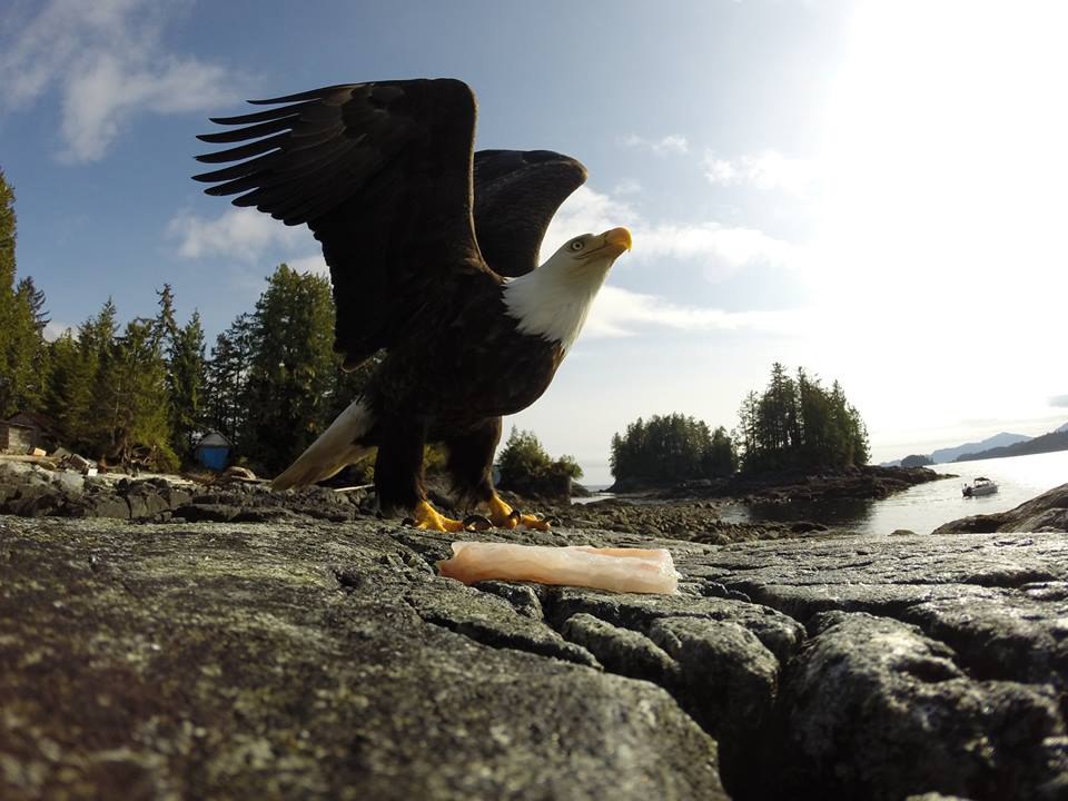     . A bald eagle gets ready to take flight. British Columbia, ...