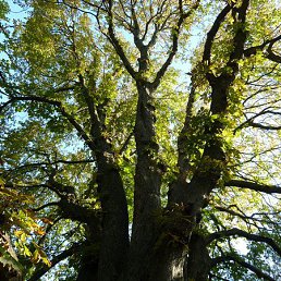 ���� ������� ������, ������, 49 ��� - ��������� 13 ������ 2014