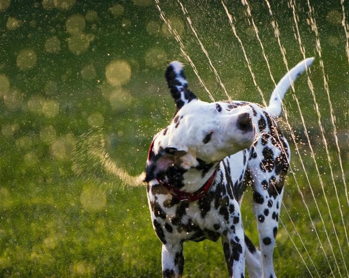  :   .           ... - 8