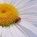 ���� �����, ������ - ��������� 17 ������� 2014 � ������ �flowers�