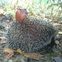 ���� �������, ������ ��������, 52 ���� - ��������� 28 �������� 2014