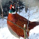 ����� �� ������� ���� ����������