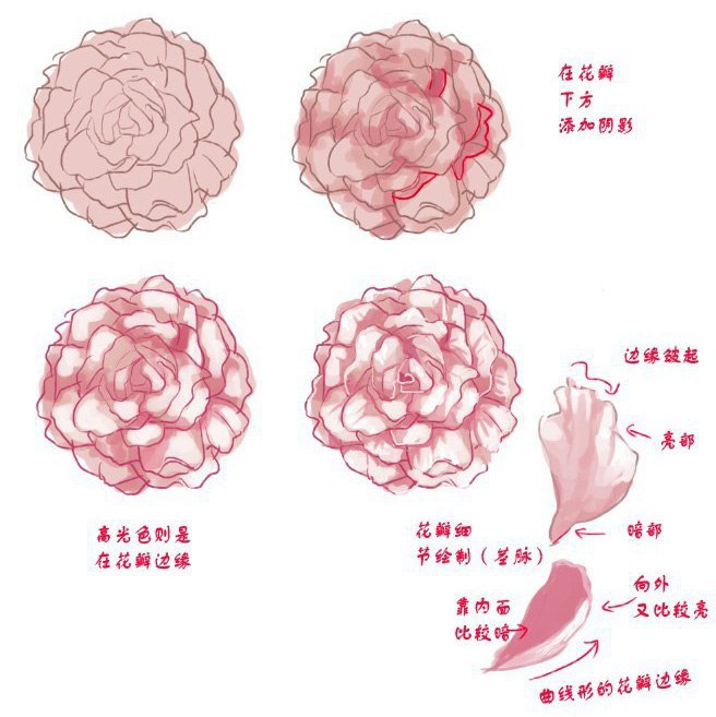 Поэтапное рисование пиона. Цветы рисунок пошагово. Туториал по рисованию цветов. Схема рисования пиона. Каменный цветок референсы.