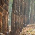 ���� Marya, �������������-���������� - ��������� 25 �������� 2014 � ������ ���� ����������