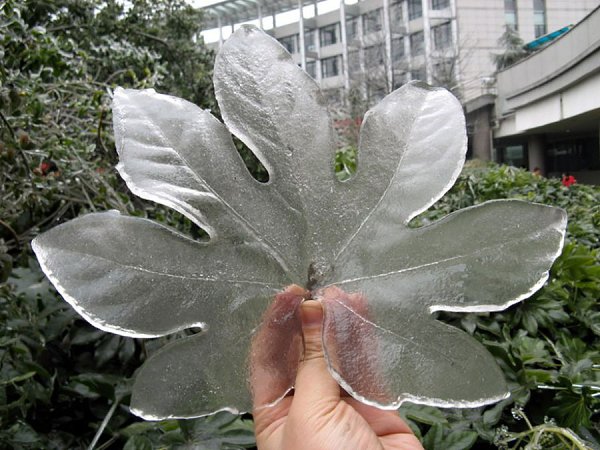Хрустальные листья после ледяного дождя в Китае.#nature@interestplanet_ru