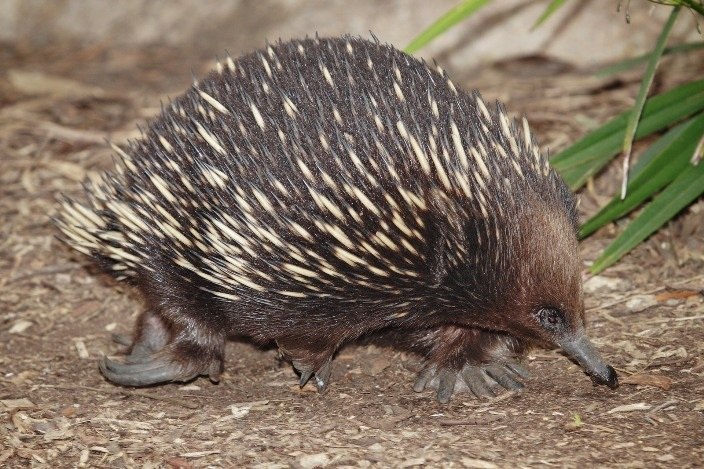  .      (Beau).      Taronga Zoo,  ... - 5